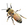 comite-alergia-a-himenopteros