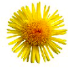 comite-de-rinoconjuntivitis