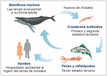 Ciclo biológico de Anisakis simplex