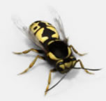 Avispa del género Vespula