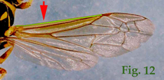 12: "Posición del nervio costal de las alas anteriores en Polistinae",