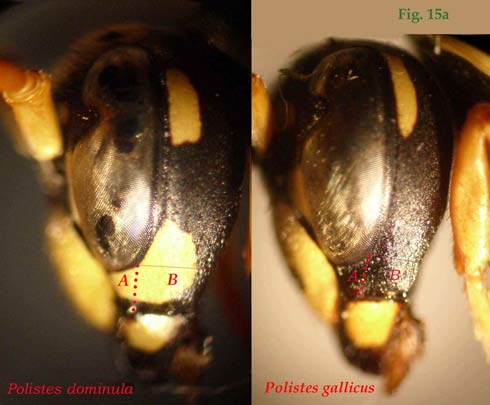 15a: "Estructura en P: "dominula y P: "gallicus",