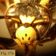 17b: "Coloración de la cara en Vespula: Vespula germanica",