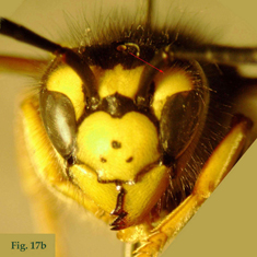 17a: "Coloración de la cara en Vespula: Vespula austriaca",