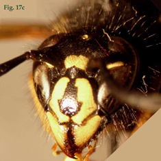 17d: "Coloración de la cara en Vespula: Vespula vulgaris",