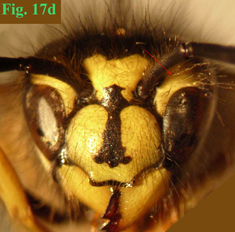 17c: "Coloración de la cara en Vespula: Vespula rufa",