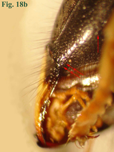 18b: "Arista occipital de Vespula: Vespula rufa",