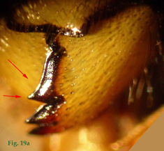 19a: "Mandíbulas de Vespula: Vespula germanica",