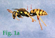 1a: "Polistinae (Polistes gallicus)"