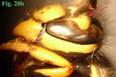 20b: "Coloración de las genas en Vespula: Vespula germanica",