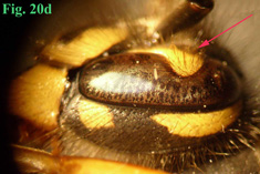 20d: "Coloración de las genas en Vespula: Vespula vulgaris",