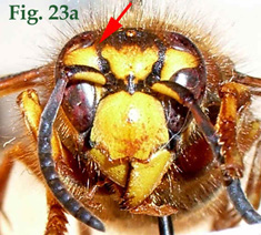 23a: "Coloración de los senos oculares en Dolichovespula: Dolichovespula media",