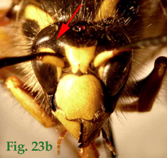 23b: "Coloración de los senos oculares en Dolichovespula: Dolichovespula sylvestris",