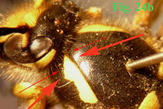 24b: "Coloración del pronoto en Dolichovespula: Dolichovespula sylvestris. ",