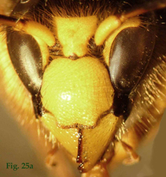 25a: "Coloración del clípeo en Dolichovespula: Dolichovespula sylvestris. ",