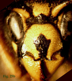 25b: "Coloración del clípeo en Dolichovespula: Dolichovespula adulterina. ",