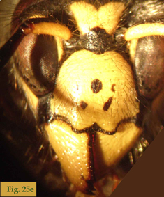 25e: "Coloración del clípeo en Dolichovespula: Dolichovespula saxonica. ",