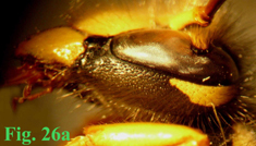 26a: "Coloración de las genas en Dolichovespula: Dolichovespula sylvestris.", 