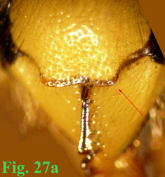 27a: "Clípeo de Dolichovespula: Dolichovespula sylvestris. ",