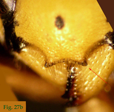 27b: "Clípeo de Dolichovespula: Dolichovespula omissa. ",