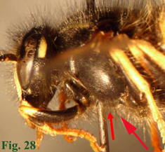 28: "Cara lateral del tórax de Dolichovespula norwegica y situación de la pilosidad distintiva. ",