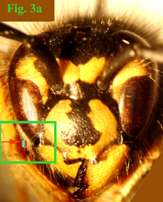 3a: "Espacio malar de Vespinae: Vespula vulgaris"