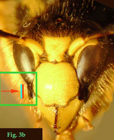 3b: "Espacio malar de Vespinae: Dolichovespula sylvestris."