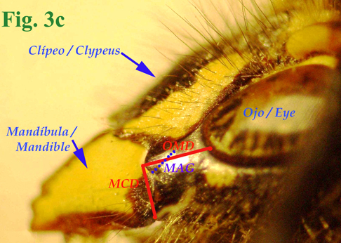 3c: "Espacio malar de Vespinae: Dolichovespula pacifica. "