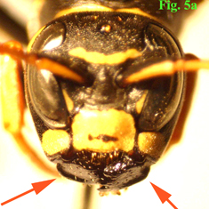 5a: "Mandíbulas de Polistinae: Polistes atrimandibularis. ",