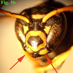 5b: "Mandíbulas de Polistinae: Polistes gallicus. ",