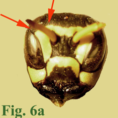 6a: "Coloración de la frente en Polistinae: Polistes semenowi. ",