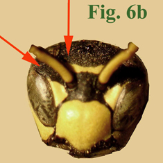 6b: "Coloración de la frente en Polistinae: Polistes dominula. ",