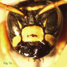 7a: "Coloración del clípeo en Polistinae parásitos: Polistes atrimandibularis. ",