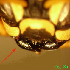 8a: "Mandíbulas de Polistinae parásitos en vista dorsal: Polistes semenowi.", 