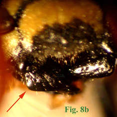 8b: "Mandíbulas de Polistinae parásitos en vista dorsal: Polistes sulcifer. ",