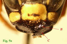 9a: "Mandíbulas de Polistinae parásitos en vista frontal: Polistes atrimandibularis. ",