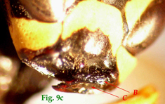 9c: "Mandíbulas de Polistinae parásitos en vista frontal: Polistes sulcifer. ",