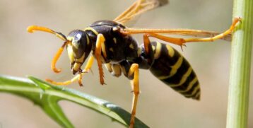 Cómo saber si soy alérgico a las picaduras de abejas o avispas