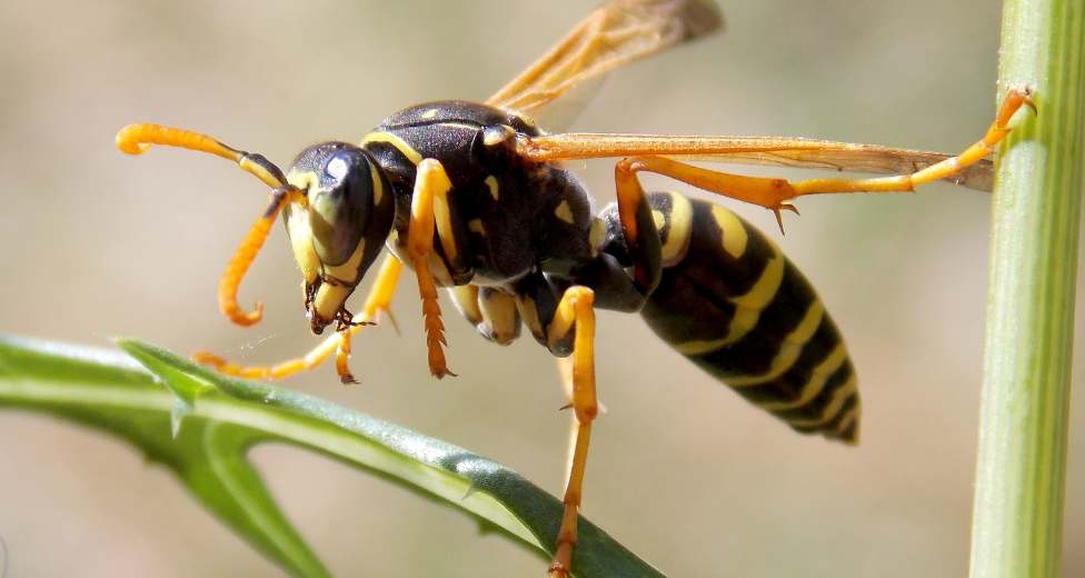 Cómo saber si soy alérgico a las picaduras de abejas o avispas