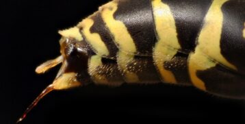 Repicadura himenópteros