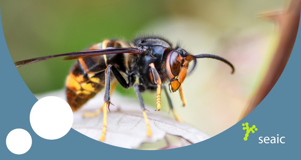 SEAIC comunicado avispa asiática noviembre 2025