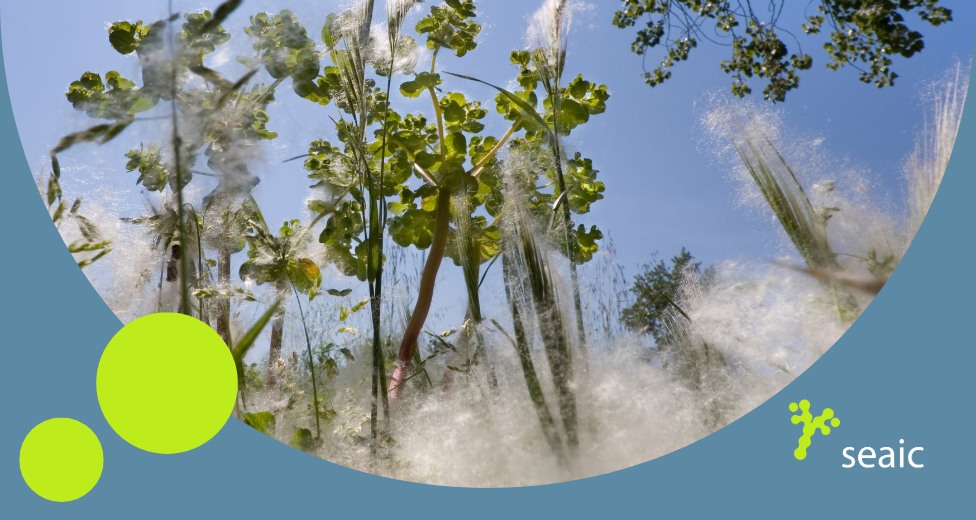 SEAIC LAS LLUVIAS RETRASAN LA POLINIZACIÓN Y AGRAVAN LAS ALERGIAS RESPIRATORIAS EN ESPAÑA