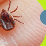 Recomendaciones para pacientes sobre garrapatas y síndrome de alfa-gal